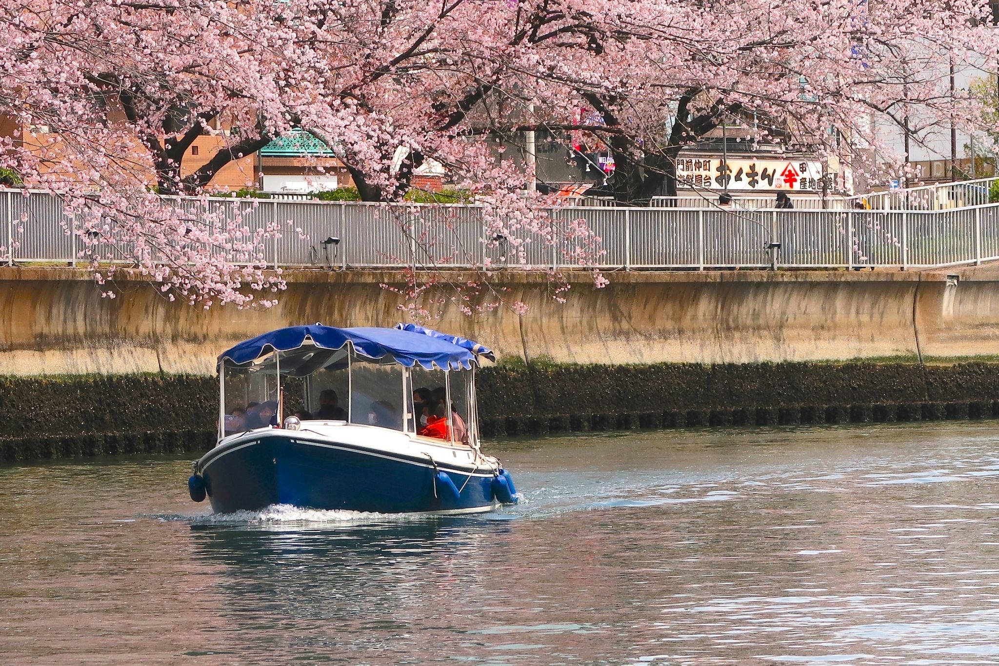 Feel the Spring! 🌸 Sakura Cruise🚢